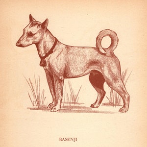 Vintage Basenji Print Wall Art Decor 1945 Felice Worden Basenji Illustration Gallery Wall Art Birthday Gift Idea 9025y