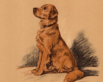 Antique Golden Retriever Print 1937 Lucy Dawson Golden Retriever Illustration Gallery Wall Art Decor  Gift for Birthday Friend 11270z