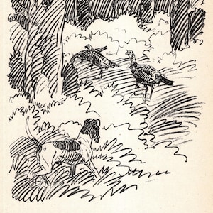 Può includere: Illustrazione in bianco e nero a penna di un cane che insegue tacchini in un'area boschiva. Il cane corre nell'erba e i tacchini sono sullo sfondo. Il testo in basso recita: "...perseguiti in modo allegro, ma determinato."