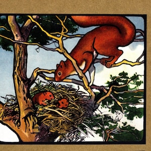 Può includere: Uno scoiattolo rosso con la coda folta è seduto su un ramo d'albero. Due piccoli scoiattoli sono in un nido nell'albero. Gli scoiattoli sono circondati da foglie verdi.