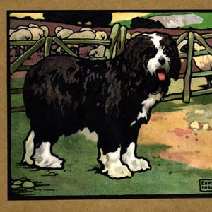 Vintage Old English Sheepdog Print Edwin Noble Old English Sheepdog Herding Sheep Art Illustration Print Childrens Room Decor 10464r