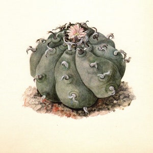 Vintage Peyote Kaktus Druck Wandkunst südwestlichen Dekor Kaktus Illustration Wüste Dekor Housewarming Geschenk für Geburtstag Jahrestag 9856-58