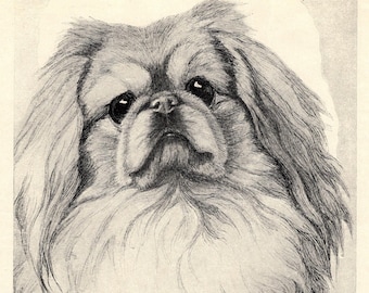Antik pekingestryck från 1930-talet Väggdekoration Nina Scott Langley Pekingesillustration Födelsedagspresentidé 9958p