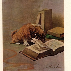 c1910 Antique Pekingese Puppy Print Lovely Maud Earl Pekingese Illustration Wall Art Decor Gift for Birthday 9191n