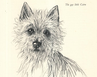 Vintage Cairn Terrier Dog Art Print Wall Art Decor 1938 K Barker Cairn Terrier Illustration Gift  kfb 11502u