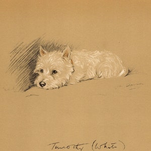 1940 Antique West Highland White Terrier Print Wall Art Decor Vintage Lucy Dawson Westie Illustration Gift for Birthday Friend 7721v