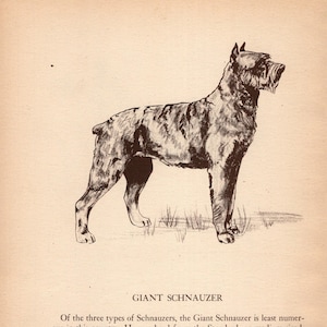 Vintage Giant Schnauzer Print Wall Art Decor 1945 Felice Worden Schnauzer Dog Illustration Gallery Wall Art Birthday Gift Idea 11083u