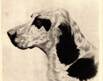 1930s Antique English Setter Print Wall Art Decor Bert Cobb Hunting Dog Illustration Ch Beau Laverack English Setter Print 5912d