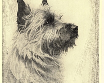 1935 Antique Cairn Terrier Dog Art Print Lovely Malcolm Nicholson Cairn Terrier Illustration Wall Art Decor Gift for Birthday mn 12511k