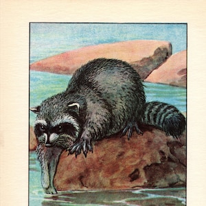 Antique Raccoon Print Wall Art Decor Vintage Raccoon Art Illustration Gallery Wall Art Home Decor Gift for Birthday 10028d