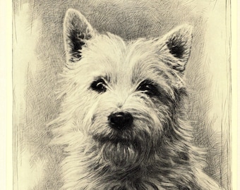 1935 Antique West Highland White Terrier Print Wall Art Decor Lovely Malcolm Nicholson Westie Illustration Gift for Birthday mn 12513m