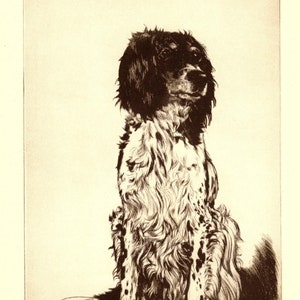 Antique ENGLISH SETTER Print Wall Art Decor 1935 Diana Thorne English Setter Illustration Print Birthday Gift Idea 8970