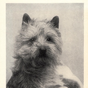 1930&#39;s Antique Cairn Terrier Print Wall Decor Champion Prestbury Chieftan Cairn Terrier Print Birthday Gift Idea 10362c