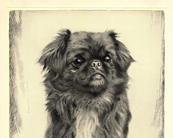 1935 Antique Pekingese Dog Art Print Lovely Malcolm Nicholson Pekingese Illustration Wall Art Decor Gift for Birthday mn 5182h