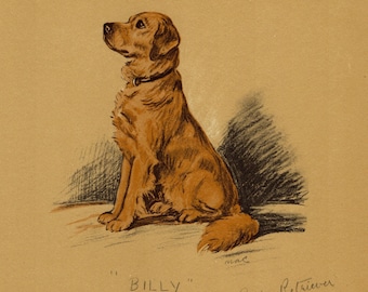 Lámina antigua de Golden Retriever de 1937. Ilustración de Golden Retriever de Lucy Dawson. Arte para pared de galería. Regalo 13495b
