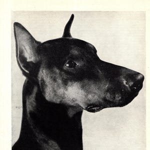 1930&#39;s Antique DOBERMAN Dog Print Vintage Doberman Head Print Wall Decor Birthday Gift for Friend 11400p