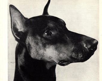 1930's Antique DOBERMAN Dog Print Vintage Doberman Head Print Wall Decor Birthday Gift for Friend 11400p
