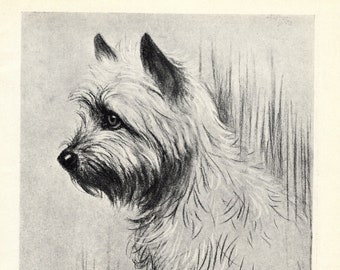 1930's Antique Cairn Terrier Print Wall Art Decor Ernest Mills Art Jaggers Prince of Wales Cairn Illustration Birthday Gift Idea 8127L