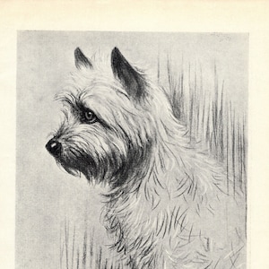 1930's Antique Cairn Terrier Print Wall Art Decor Ernest Mills Art Jaggers Prince of Wales Cairn Illustration Birthday Gift Idea 8127L