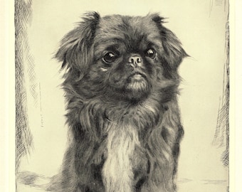 1935 Antique Pekingese Dog Art Print Lovely Malcolm Nicholson Pekingese Illustration Wall Art Decor Gift for Birthday mn 12508g
