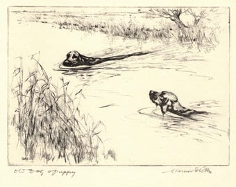 1930 Antique Labrador Retriever Print Hunting Dog Wall Art Decor Vernon Stokes Black Lab Illustration Lodge Cottage Decor vs 13592L