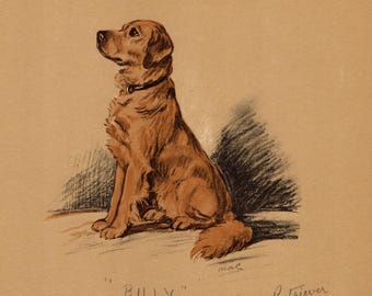 Lámina antigua de Golden Retriever de 1937. Ilustración de Golden Retriever de Lucy Dawson. Arte para pared de galería. Regalo 13321d
