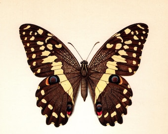 Pretty Swallowtail Butterfly Print Wall Art Decor Christmas Swallowtail Butterfly Insect Print Lake House Decor Birthday Gift 10704-28