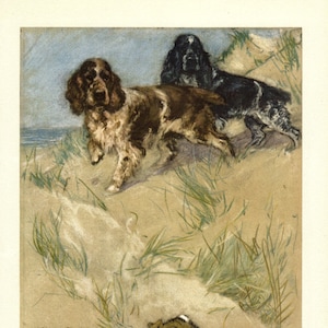 Vintage Cocker Spaniel and Springer Spaniel Print Wall Art Decor Vernon Stokes Game Dogs Hunting Dogs Print Lodge Cottage Decor vs 7672s