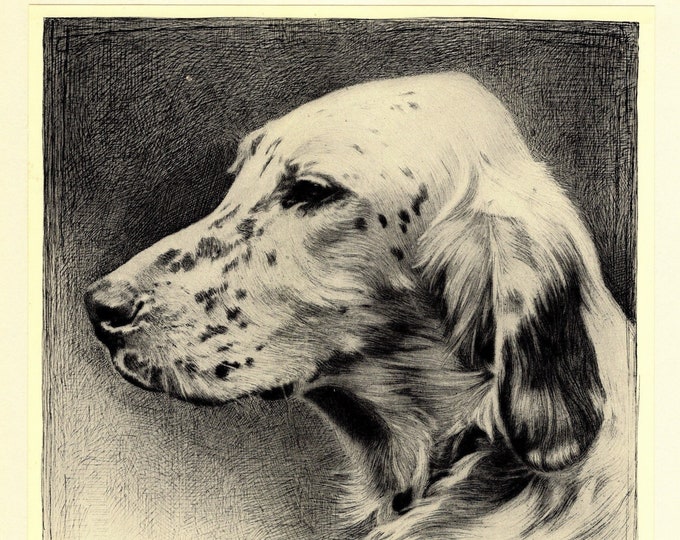 1935 Antique English Setter Dog Art Print Malcolm Nicholson English ...