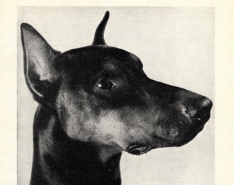 1930's Antique DOBERMAN Dog Print Vintage Doberman Head Print Wall Decor Birthday Gift for Friend 8136v