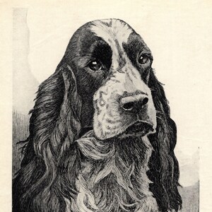 1930's Antique SPANIEL Dog Print Wall Art Decor Vintage Scott Langley Springer Spaniel or Cocker Spaniel Dog Art Print 7989u