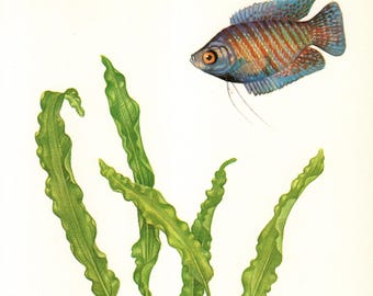 Vintage Tropical Dwarf Gourami Fish Art Print Beach House Decor Gallery Wall Art Gift for Birthday Anniversary Fish Lover 12662-38