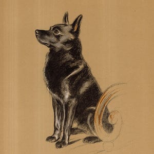 1940 Antike Schipperke Druck Wand Kunst Dekor Vintage Lucy Dawson Schipperke Illustration Galerie Wand Kunst Geschenk zum Geburtstag 13080k