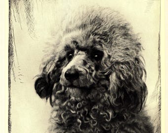 1935 Antique Poodle Print Gallery Wall Art Decor Malcolm Nicholson Poodle Illustration Gift for Birthday mn 12506e