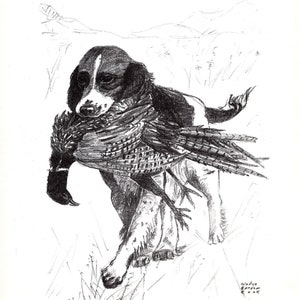 Vintage Springer Spaniel Print Hunting Dog Springer Spaniel Illustration Wall Art 1962 Gladys Emerson Cook Dog Art Print GEC 6599n