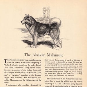 May include: A black and white ink illustration of an Alaskan Malamute dog standing in profile, featuring a bushy tail curled over its back, erect ears, and thick fur. Below the illustration is the title The Alaskan Malamute and descriptive text.