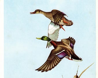 Vintage wilde eend print muur kunst decor jaren 1950 vogel Art Print eend jacht kust watervogels galerij muur decor Angus Shortt Art 12290k