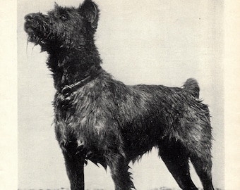 1930's Antique Bouvier des Flandres Dog Print Wall Decor Vintage Sheepdog Print Gift Idea 13531d