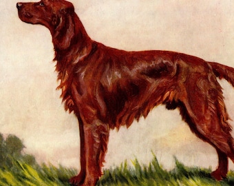 1930's Irish Setter Print Wall Art Decor F T Daws Irish Setter Gallery Wall Art Illustration Print Birthday Gift Idea 13468p