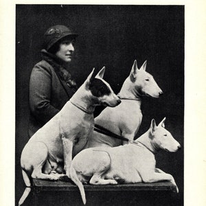 1930's Antique BULL TERRIER Dog Print Champions Brendon Gold Standard and Brendon Beryl Print Birthday Gift Idea 7195p