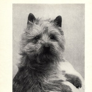 1930's Antique Cairn Terrier Print Wall Decor Champion Prestbury Chieftan Cairn Terrier Print Birthday Gift Idea 6461e