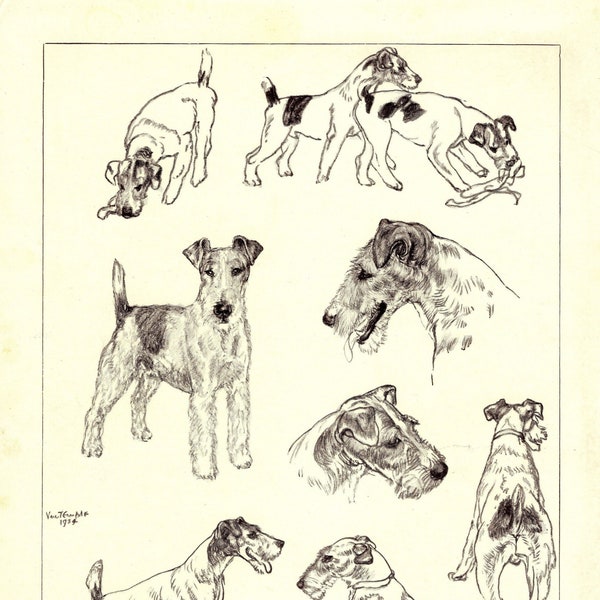 1930's Antique Fox Terrier Print Wall Art Decor Vere Temple Fox Terrier Illustration Cottage Home Decor Birthday Gift Idea 7559j