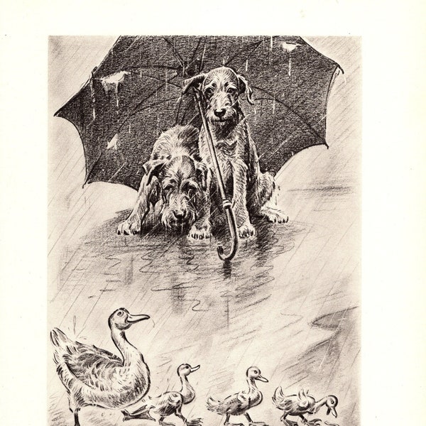 Cute Irish Terrier Print Wall Art Decor Dogs Under Umbrella Watch Ducks 1940s Morgan Dennis Irish Terrier Illustration Birthday Gift 8013x