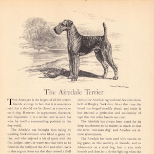 May include: A vintage book page featuring a black and white ink illustration of an Airedale Terrier standing outdoors, with the title The Airedale Terrier printed below the image, followed by several paragraphs of descriptive text about the breed.