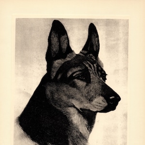 Antique German Shepherd Print Luchs German Shepherd Illustration Wall Art Decor Bert Cobb Art Print Birthday Gift Idea 4749e