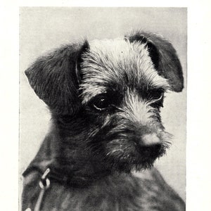 Peut inclure: Une photo en noir et blanc d'un Border Terrier. Le chien a un poil court et raide et une expression sérieuse. Le chien porte un collier et regarde directement la caméra.
