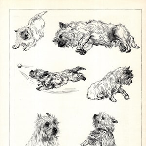 1930&#39;s Antique CAIRN TERRIER Print Vere Temple Cairn Illustration Wall Art Decor Cairn Terrier Tattoo Art Birthday Gift 11396k