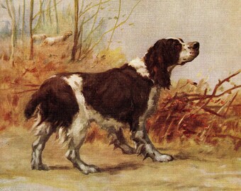 1930's Antique Springer Spaniel Print Wall Art Decor Maud Earl Springer Spaniel Illustration for Gallery Wall Art 8137w