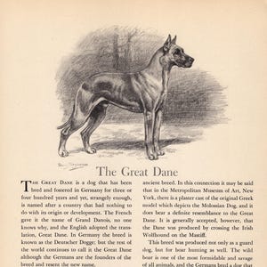 May include: A black and white vintage-style illustration of a Great Dane dog standing in profile, positioned above a printed text block titled The Great Dane, which provides historical information about the breed and its physical characteristics.
