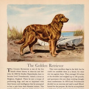 1942 Antique Golden Retriever Print Wall Art Decor Vintage Edwin Megargee Golden Retriever Illustration Gallery Wall Art Home Decor 13308L